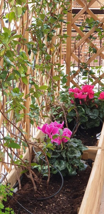 In Terrazza Da Giusy Bed & Breakfast Rome Luaran gambar